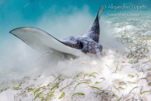 Eagle Ray on the sand, Akumal Mexico by Alejandro Topete 